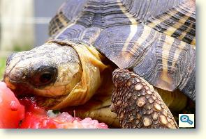 inflamația articulară într o broască țestoasă care sunt rănile articulației umărului