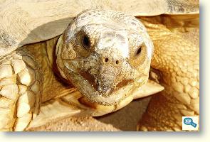 inflamația articulară într o broască țestoasă