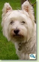 West Highland White Terrier 