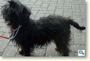 Affenpinscher