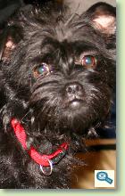 Affenpinscher