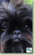 Affenpinscher