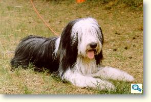 Bearded Collie 