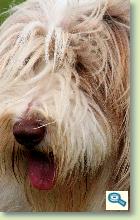 Rase de caini: Bearded Collie 