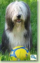 Bearded Collie 