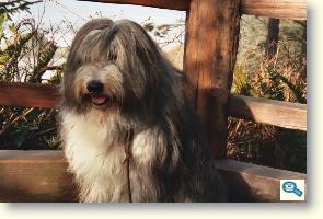 Bearded Collie 