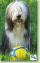 Bearded Collie