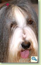 Bearded Collie