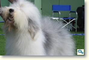 Old English Sheepdog