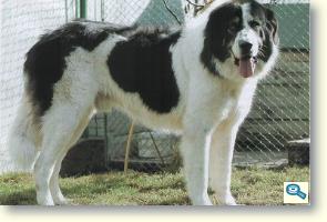 Bucovina sheepdog