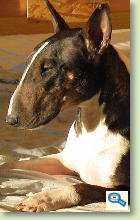 Rase de caini: Bullterrier