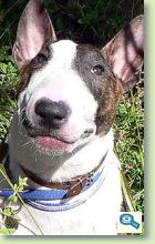 Rase de caini: Bullterrier