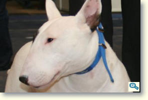 Bull Terrier