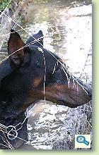 Dobermann