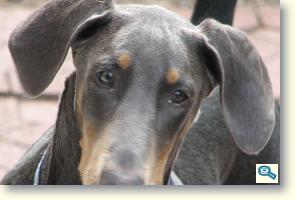 Dobermann / Rase de caini