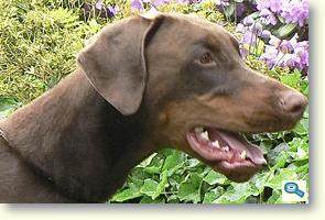 Dobermann / Rase de caini