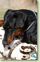 Dobermann