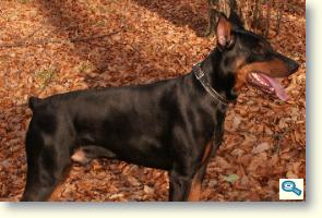 Dobermann / Rase de caini