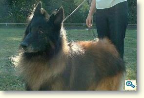 A male Belgian Shepherd Dog