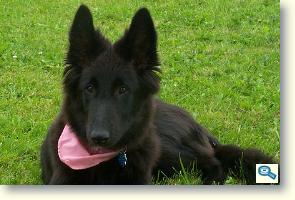 Male Belgian Shepherd Groenendael