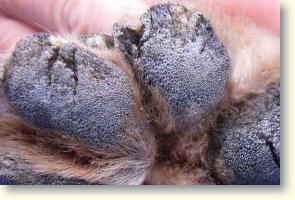 Hipercheratoza