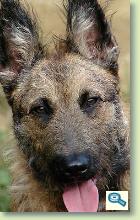 Rase de caini: Belgian shepherd Laekenois