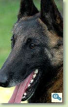 Rase de caini: Belgian Malinois