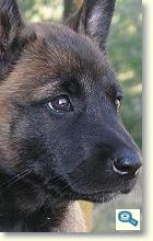 Rase de caini: Malinois pupp