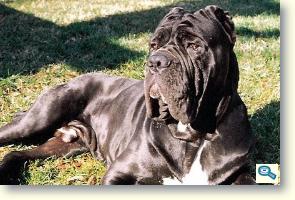 Mastino Napoletano 