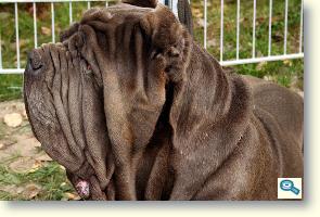 Mastino Napoletano 