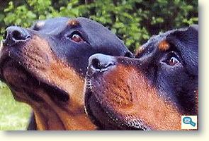 Rottweiler