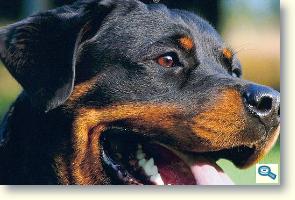 Rottweiler