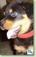 Rase de caini / Rottweiler