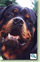 Rase de caini / Rottweiler