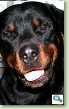 Rase de caini / Rottweiler