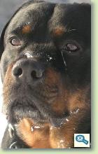 Rase de caini / Rottweiler