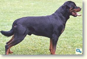 Rottweiler