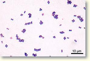 Staphylococcus