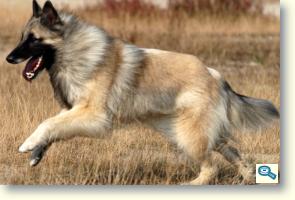 Tervuren 