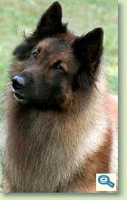 Rase de caini: Belgian Tervuren