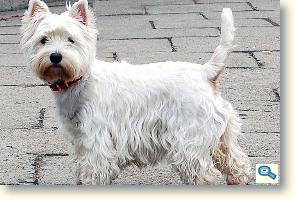 Westie