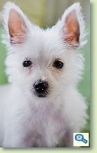 West Highland White Terrier 