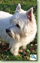 West Highland White Terrier 