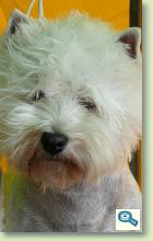 West Highland White Terrier 