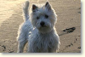 Westie