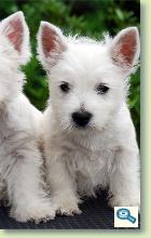 West Highland White Terrier 