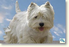 Westie