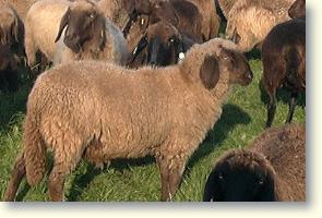 Oaia de munte - Descriere rasei