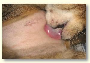 Alopecia pisici