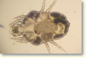 Cheyletiella